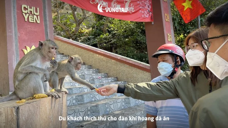 Du khách thích thú cho đàn khỉ hoang dã ăn