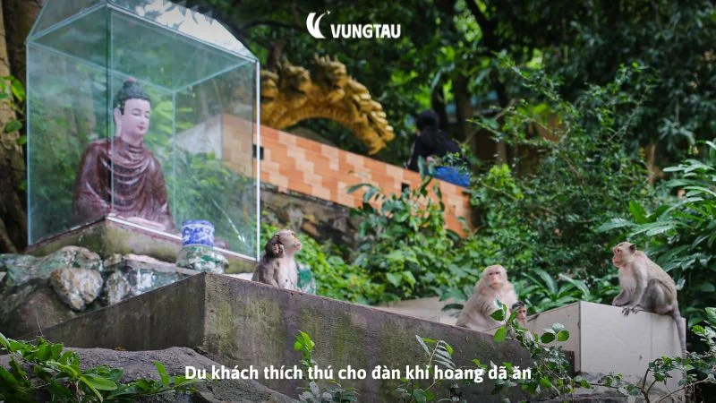 Du khách thích thú cho đàn khỉ hoang dã ăn