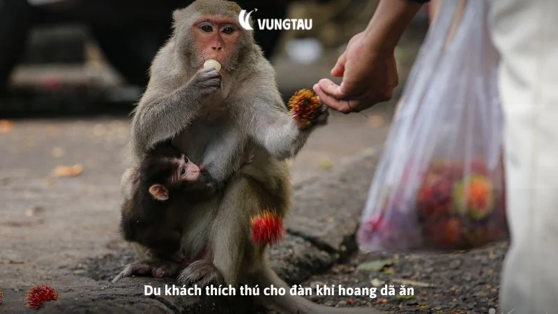 Du khách thích thú cho đàn khỉ hoang dã ăn
