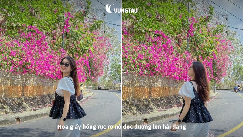 Hoa giấy hồng rực rỡ nở dọc đường lên hải đăng