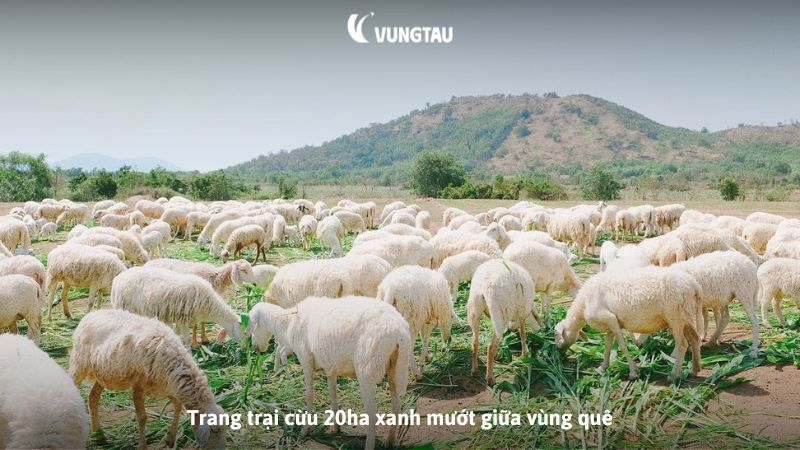 Trang trại cừu 20ha xanh mướt giữa vùng quê