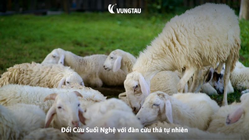 Đồi Cừu Suối Nghệ với đàn cừu thả tự nhiên