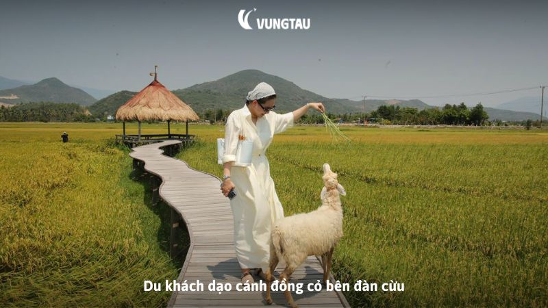 Du khách dạo cánh đồng cỏ bên đàn cừu