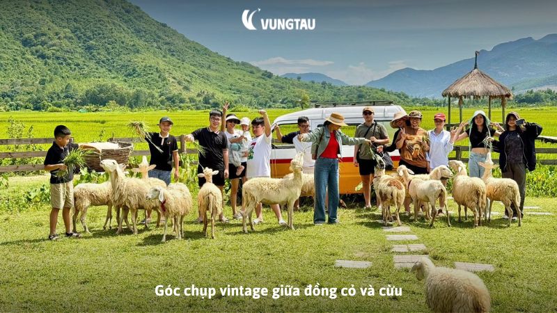 Góc chụp vintage giữa đồng cỏ và cừu